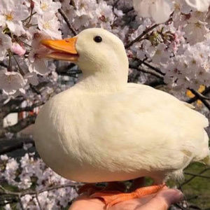 Meet your Posher, Angelina